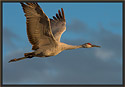 Sandhill Crane 5780